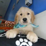 Tyrion Golden Retriever 04