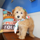 Umi Goldendoodle 03