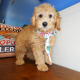 Umi Goldendoodle 04