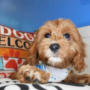 Usher Cavapoo 01