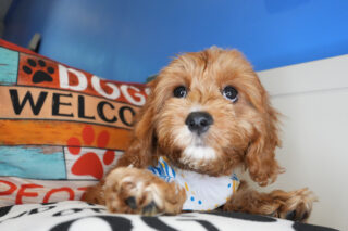 Usher Cavapoo 01