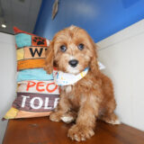 Usher Cavapoo 04