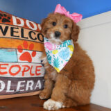 Wexley Goldendoodle 04