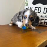 Whopper Miniature Dachshund 02