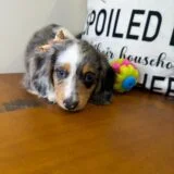 Whopper Miniature Dachshund 03