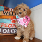 Wicket Goldendoodle 03