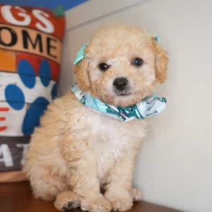 Wiggles Miniature Poodle 01