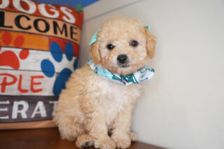 Wiggles Miniature Poodle 01