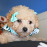 Wiggles Miniature Poodle 02