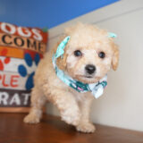 Wiggles Miniature Poodle 03