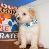 Wiggles Miniature Poodle 04