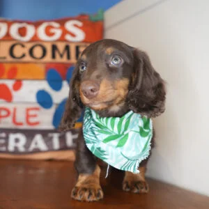 William Miniature Dachshund 01