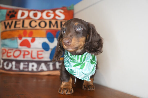 William Miniature Dachshund 01