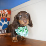 William Miniature Dachshund 02