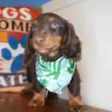 William Miniature Dachshund 03