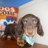 William Miniature Dachshund 04