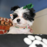 Winona Morkie 02