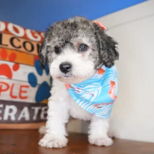 Zippy Miniature Poodle 01