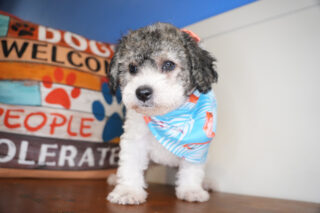 Zippy Miniature Poodle 01