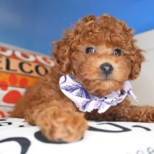 Agate Miniature Poodle 01