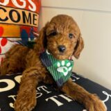 Alain Goldendoodle 02