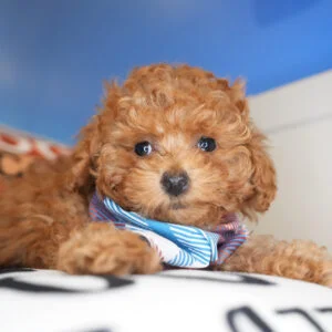 Albite Miniature Poodle 01