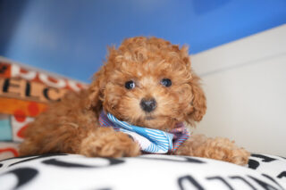 Albite Miniature Poodle 01