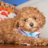 Albite Miniature Poodle 02