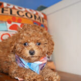 Albite Miniature Poodle 03