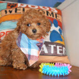 Albite Miniature Poodle 04