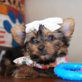 Alesia Yorkshire Terrier 01