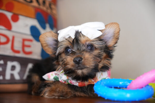 Alesia Yorkshire Terrier 01