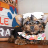 Alesia Yorkshire Terrier 02