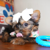 Alesia Yorkshire Terrier 04