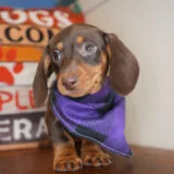 Ambrosia Miniature Dachshund 01