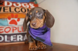 Ambrosia Miniature Dachshund 01