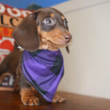 Ambrosia Miniature Dachshund 02