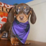 Ambrosia Miniature Dachshund 03