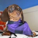 Ambrosia Miniature Dachshund 04