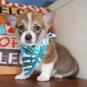 Ammolite Pembroke Welsh Corgi 01