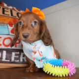 Arley Miniature Dachshund 02