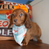 Arley Miniature Dachshund 03