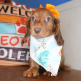 Arley Miniature Dachshund 04