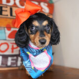 Arugula Miniature Dachshund 01