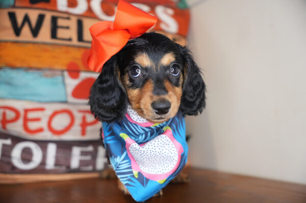 Arugula Miniature Dachshund 01