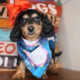 Arugula Miniature Dachshund 02