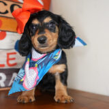 Arugula Miniature Dachshund 03