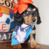 Arugula Miniature Dachshund 04