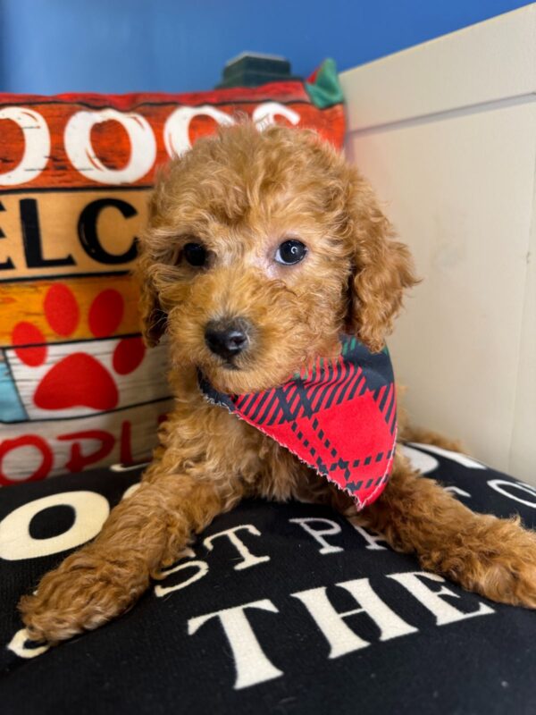 Batali Miniature Poodle 01