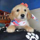 Brisa Golden Retriever 01